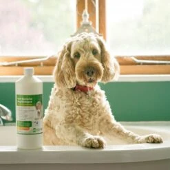 Aqueos Aqueos Anti-Bacterial Dog Shampoo -Dog Groomers Shop aqueos anti bacterial dog shampoo p2925 14362 medium