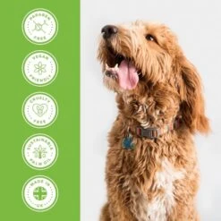 Groomers Everyday Groomers Everyday Melon Cocktail Shampoo -Dog Groomers Shop groomers everyday melon cocktail shampoo p17772 13641 medium