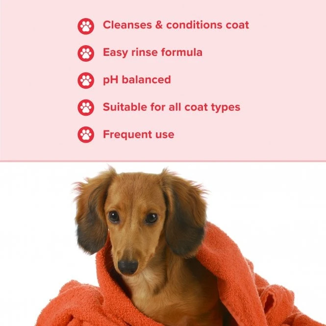 Groomers Everyday Groomers Everyday Summer Blossom Shampoo Groomers Everyday Groomers Everyday Summer Blossom Shampoo -Dog Groomers Shop groomers everyday summer blossom shampoo p17775 13658 medium
