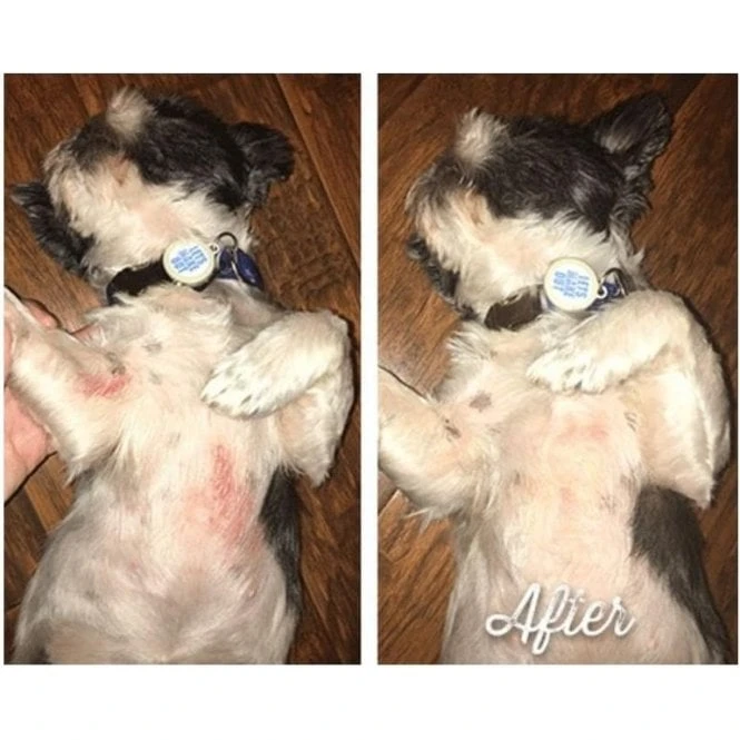 Natural Dog Company Skin Soother Natural Dog Company Skin Soother -Dog Groomers Shop natural dog company skin soother p2674 3770 medium