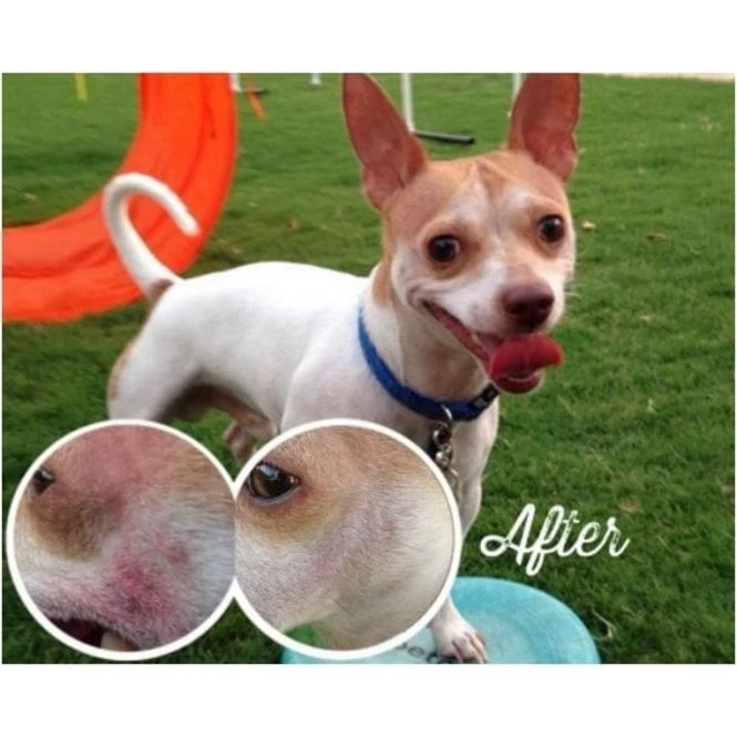 Natural Dog Company Skin Soother Natural Dog Company Skin Soother -Dog Groomers Shop natural dog company skin soother p2674 3771 medium