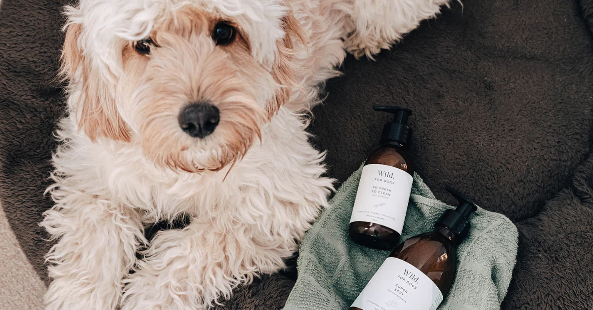 Dog Groomers Shop -Dog Groomers Shop WFD Google Image 1c6cdbff edc0 4eaa 9620 297b5c804486