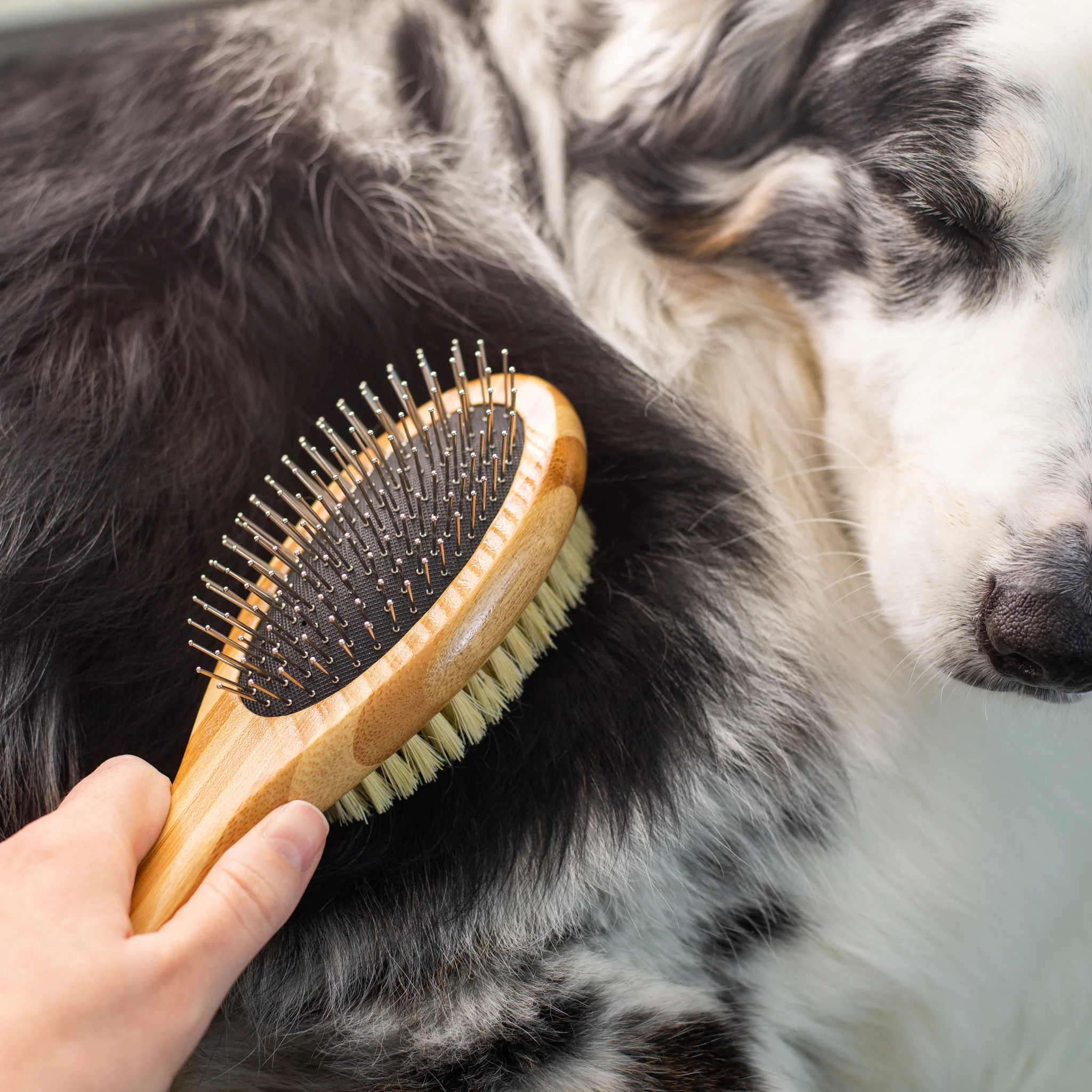Dog Groomers Shop -Dog Groomers Shop fto lifestyle dog brush 5